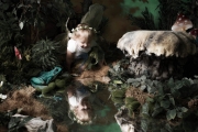 Fairies__MG_9766-Edit_by_Quinte_Studios_web.jpg